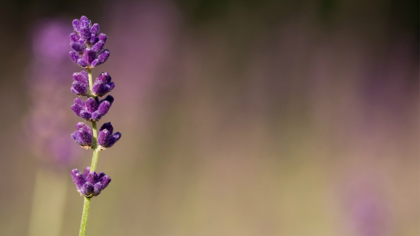 American Meadows Help Center home page